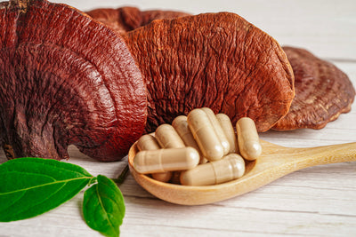 Reishi Mushroom Extract: The Ancient 'Mushroom of Immortality' and Its Modern Benefits