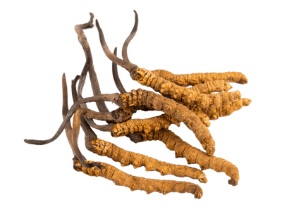 Cordyceps Sinensis: The Ancient Fungus Turning Heads in Modern Brain-Hacking